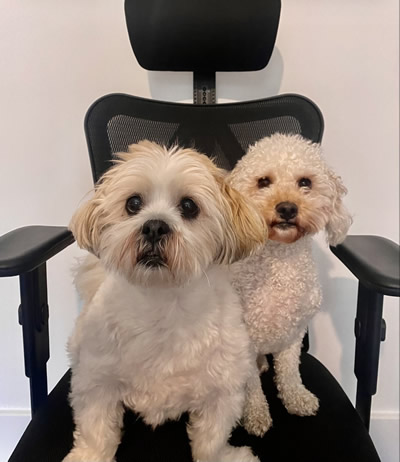 Murphy & Margot , Office Dogs
